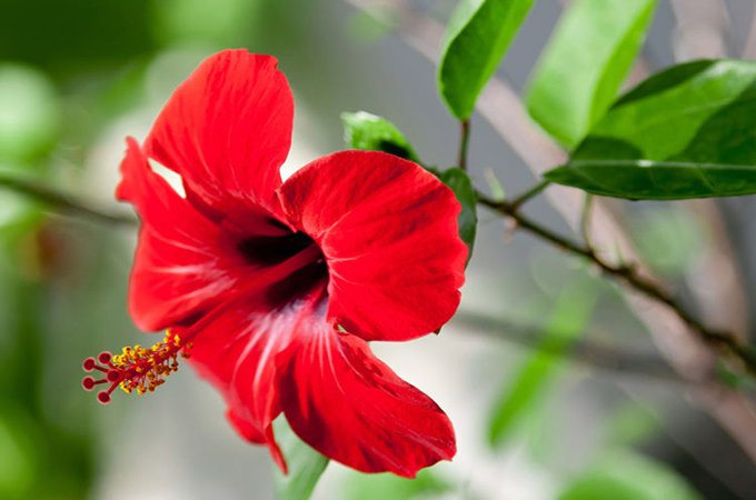 benefits-of-jaba-flowers