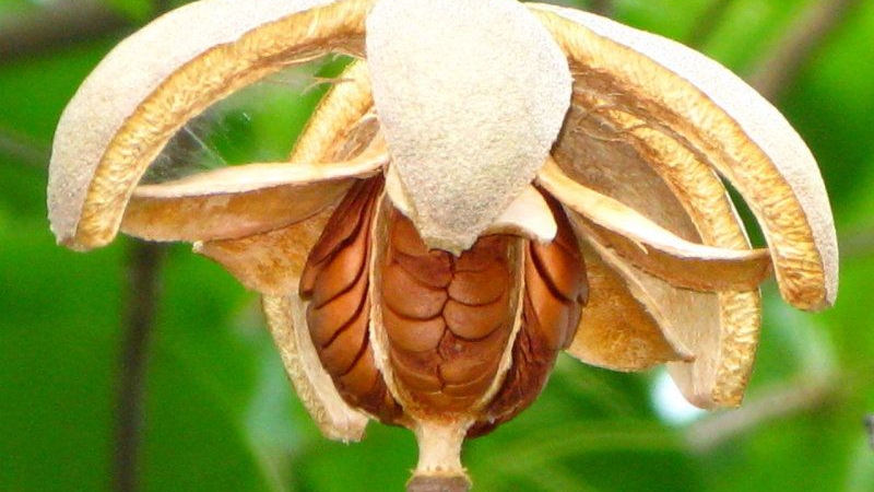benefits-of-mahogany-seeds