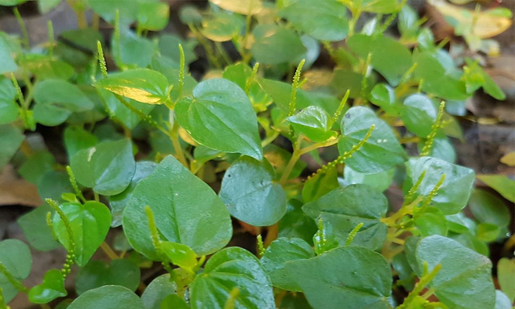 benefits-of-peppermia-plant